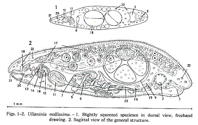 Image of Ulianinia