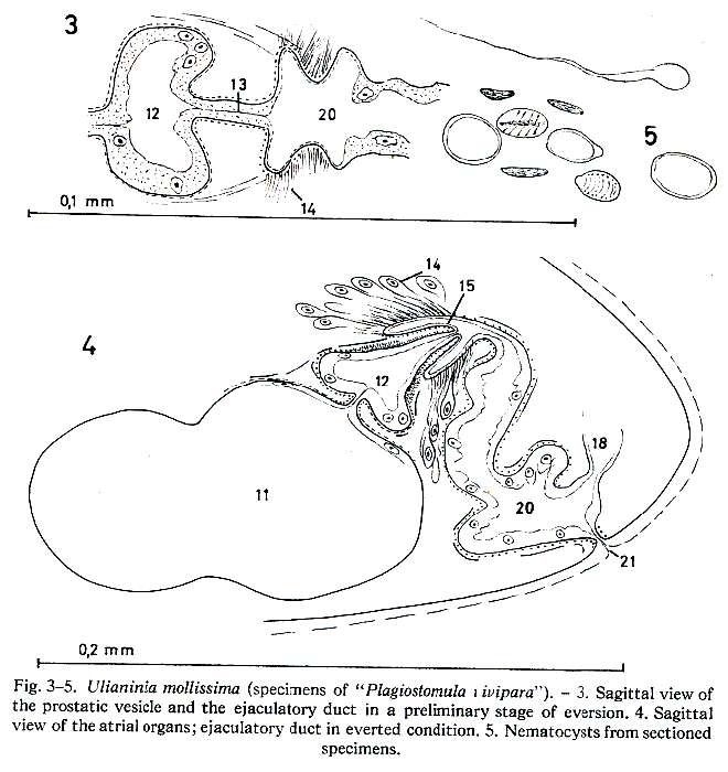 Image of Ulianinia