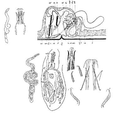 Image of Coelogynopora biarmata Steinböck 1924