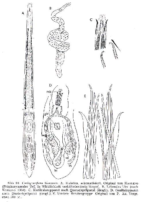 Coelogynopora biarmata Steinböck 1924的圖片