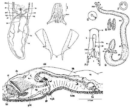 Image of Coelogynopora birostrata Tajika 1978