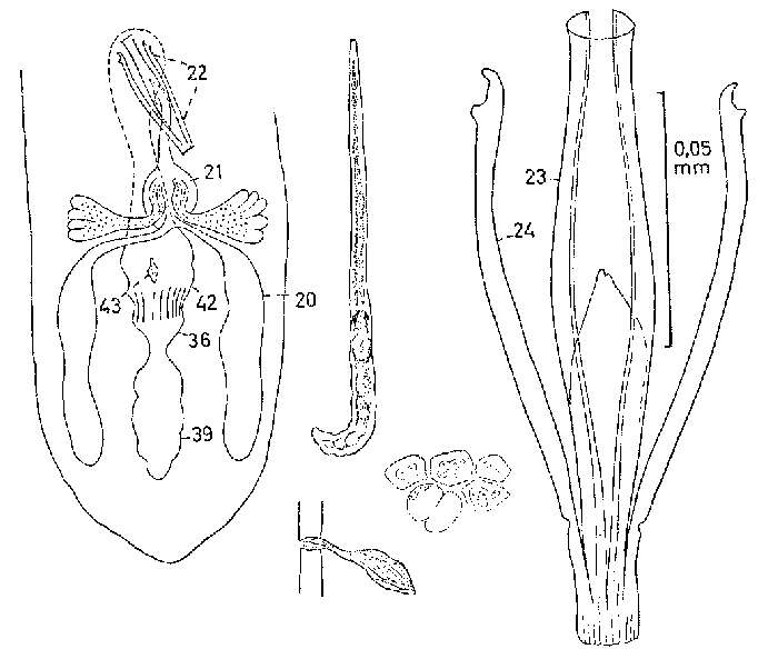 Image of Coelogynopora brachystyla Karling 1966