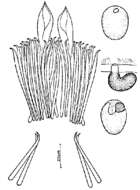 Coelogynopora cochleare Ax & Sopott-Ehlers 1979的圖片