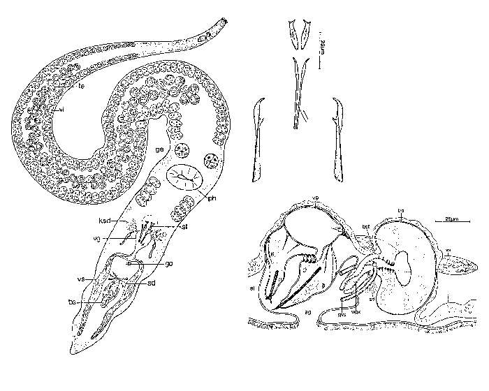 Coelogynopora distortofolio Sopott 1972的圖片