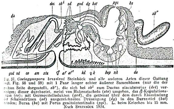 Coelogynopora distortofolio Sopott 1972的圖片