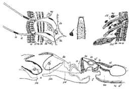 Image of Coelogynopora gigantea Meixner 1938