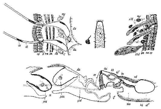 Image of Coelogynopora gigantea Meixner 1938