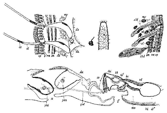 Image of Coelogynopora gigantea Meixner 1938