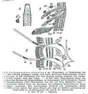 Image of Coelogynopora gigantea Meixner 1938