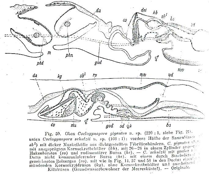 Image of Coelogynopora gigantea Meixner 1938