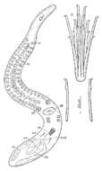 Coelogynopora hamulis Sopott-Ehlers 1980的圖片