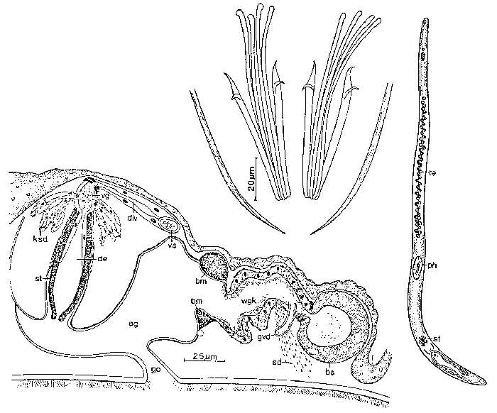 Image of Coelogynopora nodosa Ax & Sopott-Ehlers 1979