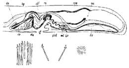 Image of Coelogynopora schulzii Meixner 1938