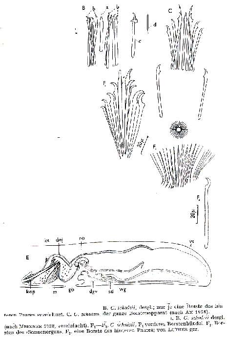 Coelogynopora schulzii Meixner 1938的圖片