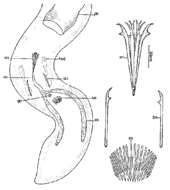 Image of Coelogynopora solifer Sopott 1972