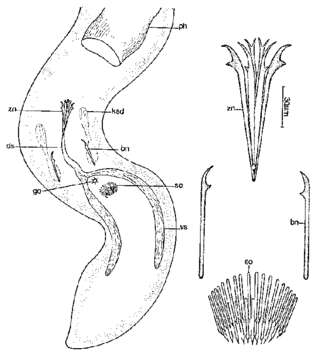 Image of Coelogynopora solifer Sopott 1972