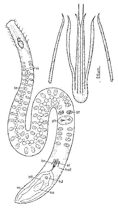 Image of Coelogynopora steinboecki Sopott-Ehlers 1980