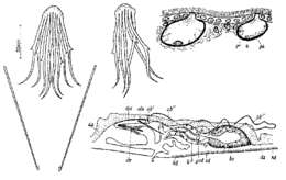 Image of Coelogynopora tenuis Meixner 1938