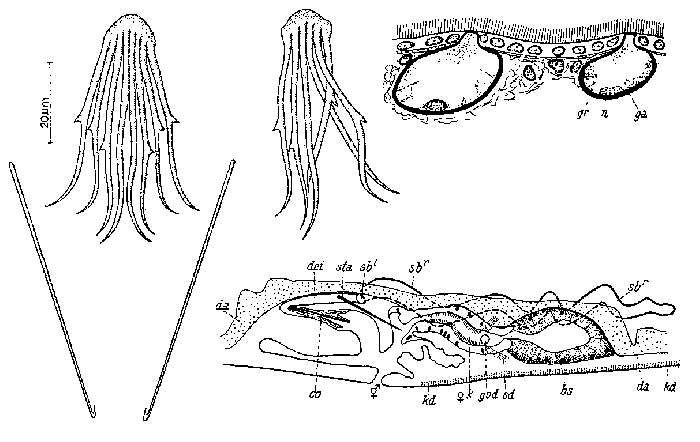 Image of Coelogynopora tenuis Meixner 1938