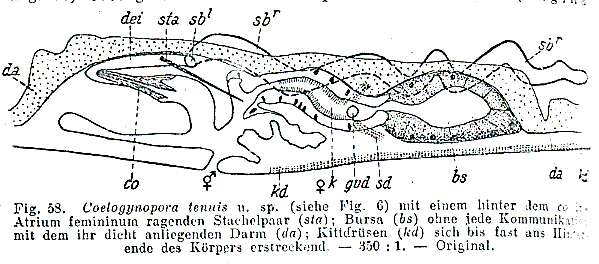 Image of Coelogynopora tenuis Meixner 1938