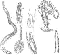 Image of Carenscoilia monostyla Ax & Ax 1974