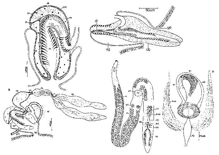 Image of Cirrifera cirrifera Sopott 1972