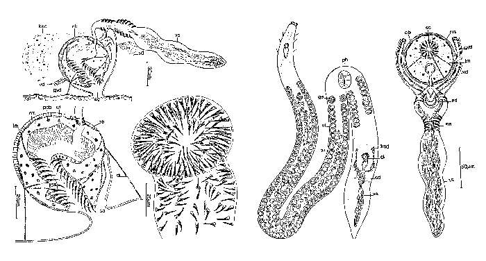 Image of Cirrifera boletiformae Sopott 1972