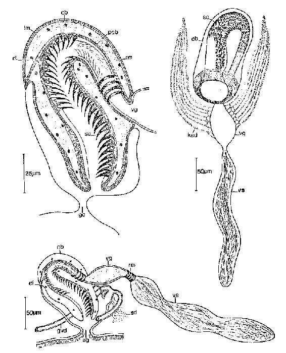 Image of Cirrifera dumosa Sopott 1972