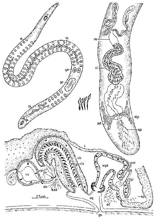 Image of Vannuccia rotundouncinata Ax & Sopott-Ehlers 1979