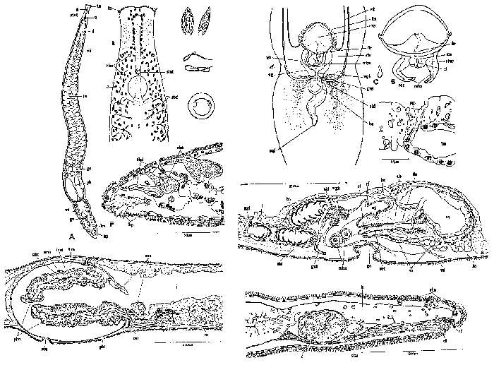 Image of Vannuccia tripapillosa Tajika 1977