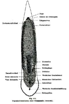 Image de Monocelis