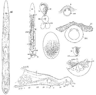 Слика од Monocelis lineata (Müller 1773) Oersted 1843