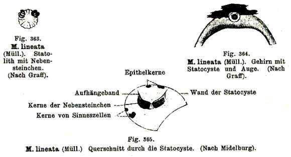 Слика од Monocelis lineata (Müller 1773) Oersted 1843