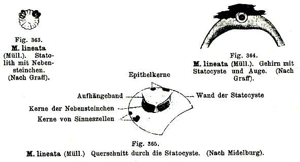 Image of Monocelis lineata (Müller 1773) Oersted 1843