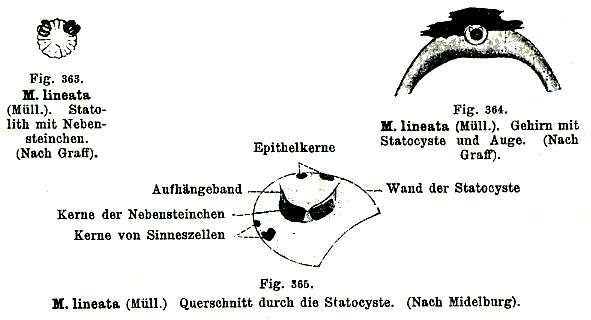 Monocelis lineata (Müller 1773) Oersted 1843的圖片