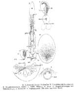 Monocelis lineata (Müller 1773) Oersted 1843的圖片