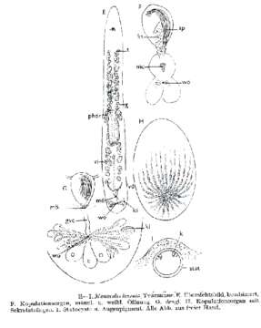 Слика од Monocelis lineata (Müller 1773) Oersted 1843