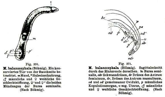 Слика од Monocelis balanocephala (Bohmig 1902)