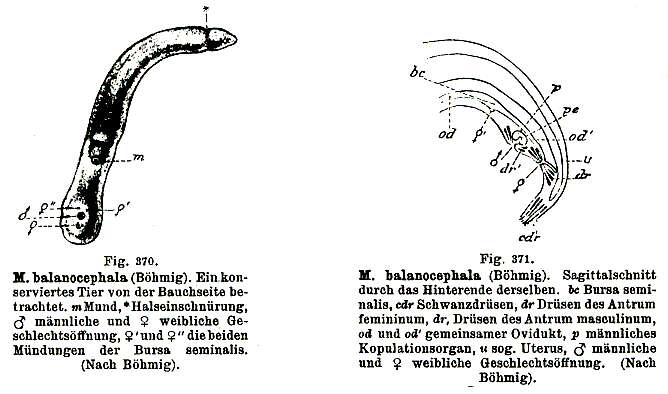 Image of Monocelis balanocephala (Bohmig 1902)