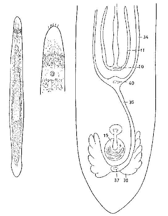 Image of Monocelis cincta Karling 1966