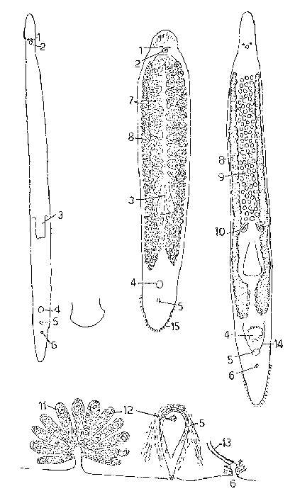 Image of Monocelis durhami Hyman 1964