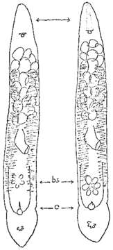 Слика од Monocelis fusca Örsted 1843