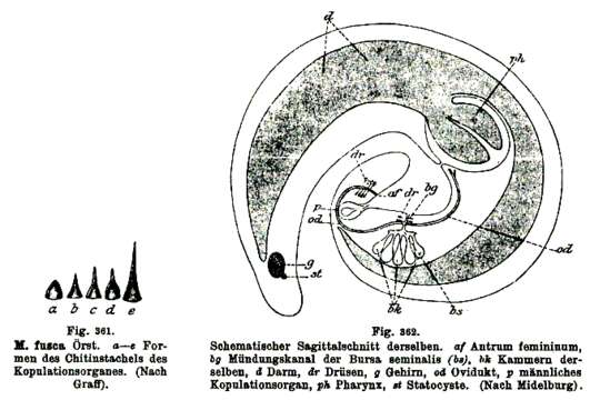 Слика од Monocelis fusca Örsted 1843