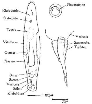 Слика од Monocelis nitida Riedl 1959