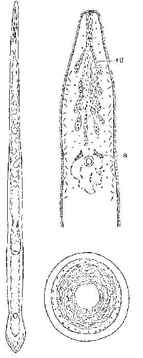 Image of Monocelis oculifera Ax & Ax 1977