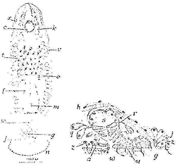 Слика од Monocelis pardus (Marcus 1954)