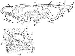 Image of Monocelis psilus (Marcus 1954)