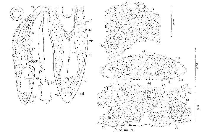 Image of Monocelis tenella Karling 1966