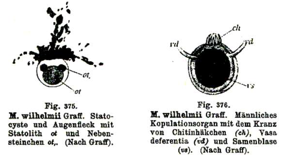 Image of Monocelis wilhelmii Graff 1911