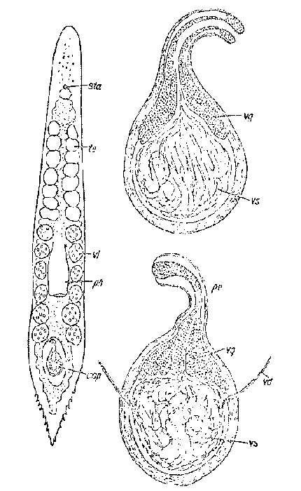 Image of Promonotus arcassonensis Ax 1959